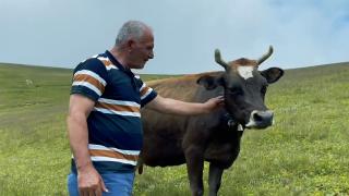 Çok sevdiği ineğini sattı, pişman olup iki katına geri aldı