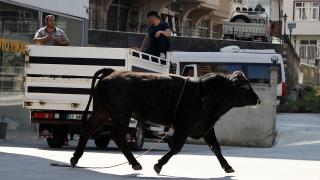 Kaçan kurbanlıklar vatandaşlara zor anlar yaşattı