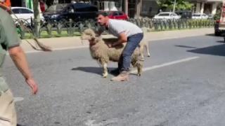 Kamyonetten atlayan koyunlar yakalandı: O anlar kamerada