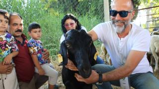 Kaçarak denize atlayan keçi 'Ferdinand'a arkadaş olacak