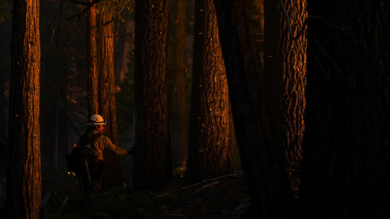 İKLİM DEĞİŞİKLİĞİ SEKOYALARI OLUMSUZ ETKİLEDİ