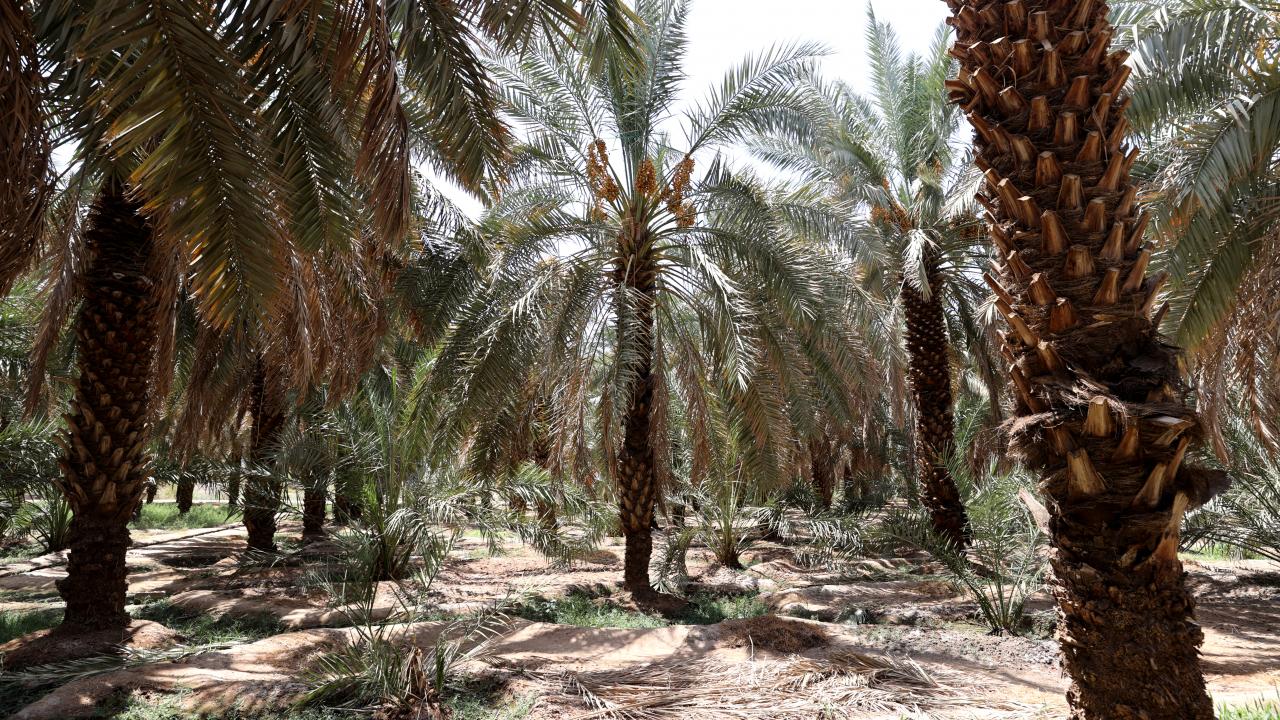 Hurmanın sağlığa yararı