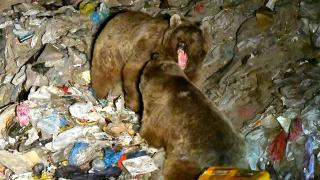 Bozayılar kurbanlıklardan arta kalanlar için kavgaya tutuştu