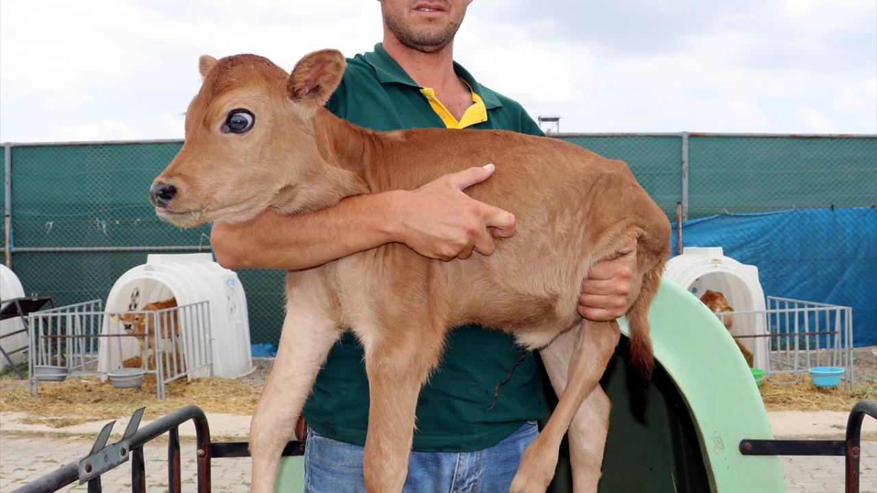 Yoğun talep üzerine suni tohumlama yapıldı