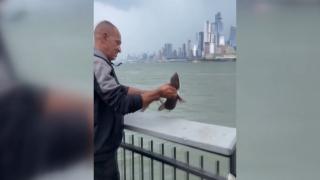 ABD’de balıkçının oltasına köpek balığı takıldı