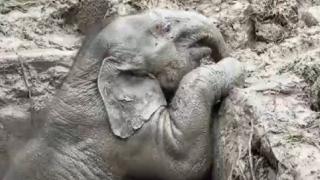 Tayland'da fil kurtarma operasyonu