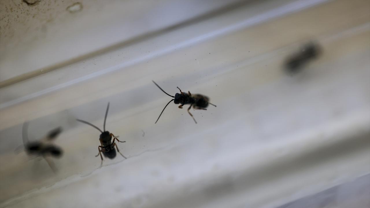 Alternatif yöntemler şart