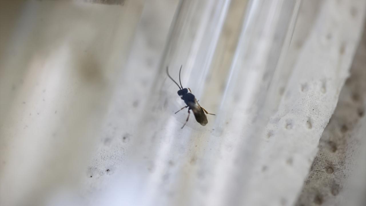 "Ucuz, ekonomik, ekolojik tek yöntem, biyolojik mücadele"