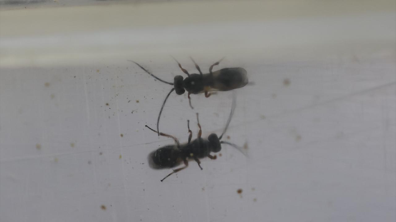 "Her yıl üst üste aynı ürünü ekerseniz o zararlının olma ihtimali çok fazla"