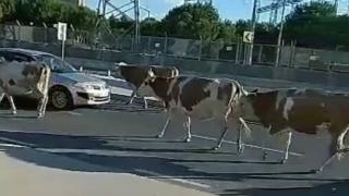 İstanbul'da caddeye çıkan sürü trafiği aksattı