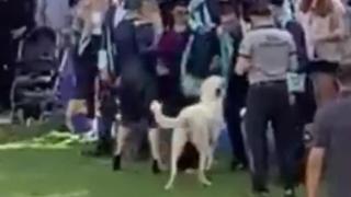 Başıboş köpek, mezuniyet töreninde insanlara saldırdı: O anlar kamerada