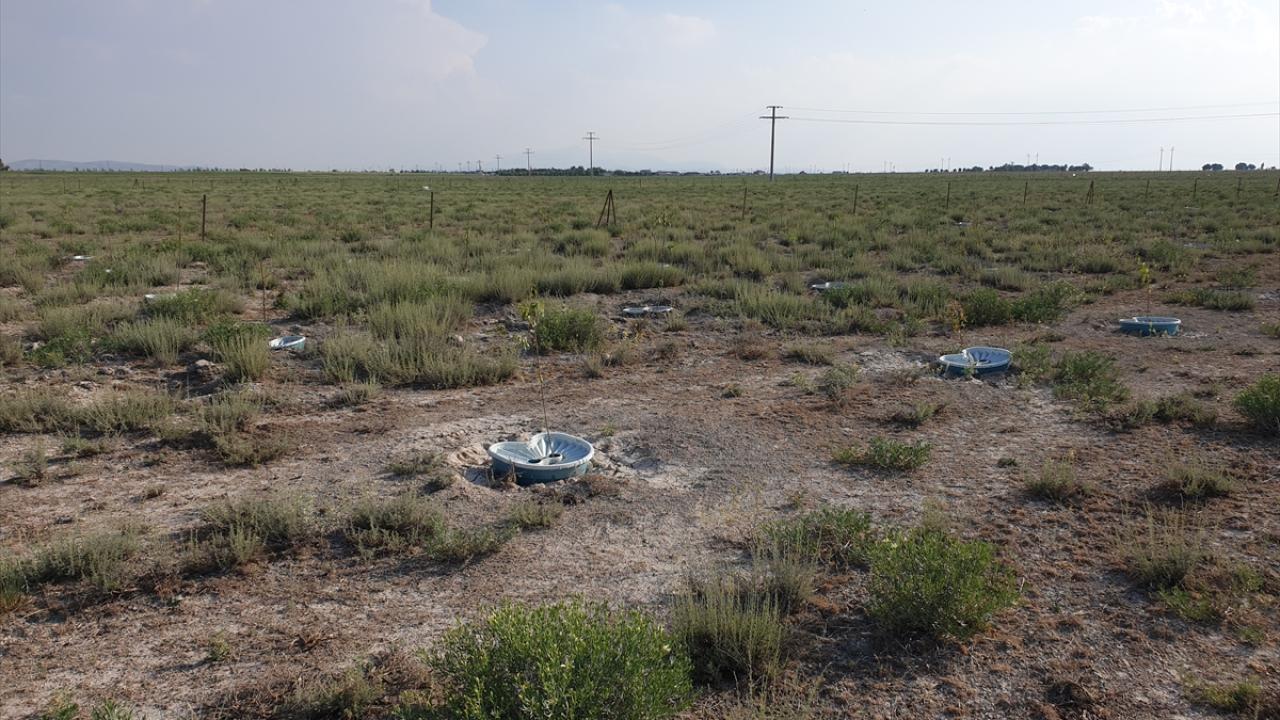 Tarım yapılırken çapalama gerekmeyecek