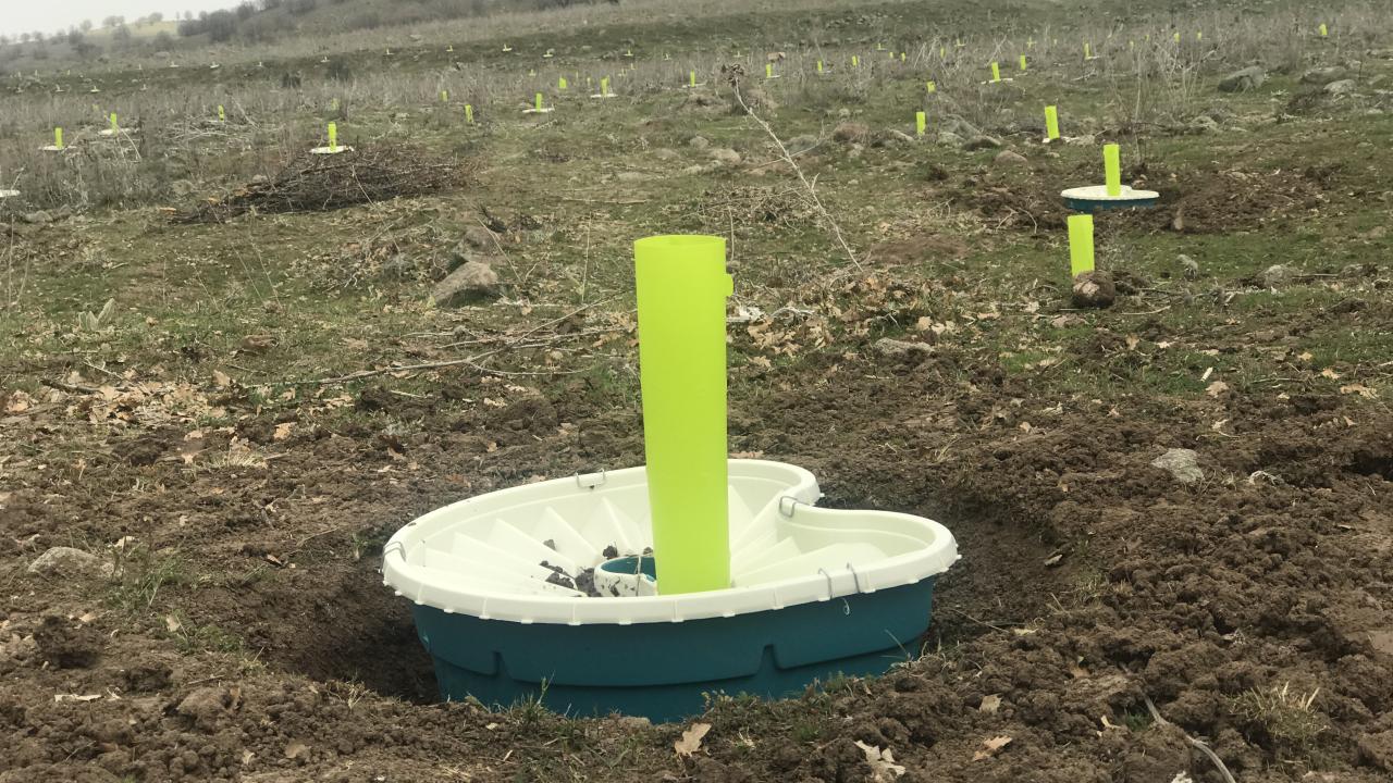 Asırlık ağaçları yetiştirmek mümkün olacak