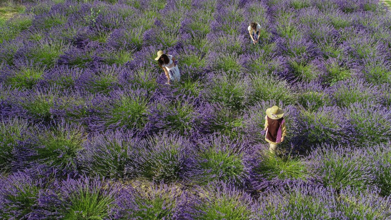 Akademisyenler yetiştirdikleri tıbbi ve aromatik bitkilerin hasadına hazırlanıyor