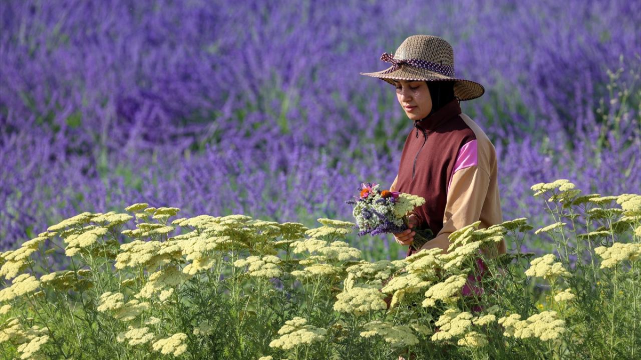 "Otlu peynirde kullanılan 60 tür bitki için yetiştirme tekniklerini araştırıyoruz"