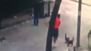 Yavrularını korumak isteyen kedi, köpeğe saldırıp sahibini yaraladı