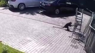 Rusya'da küçük kıza maymun saldırdı