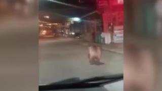 Rize'de aç kalan ayı şehre indi