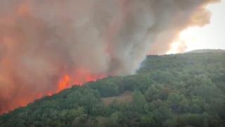 Slovenya'da çıkan orman yangınında 1000 hektarlık alan yok oldu