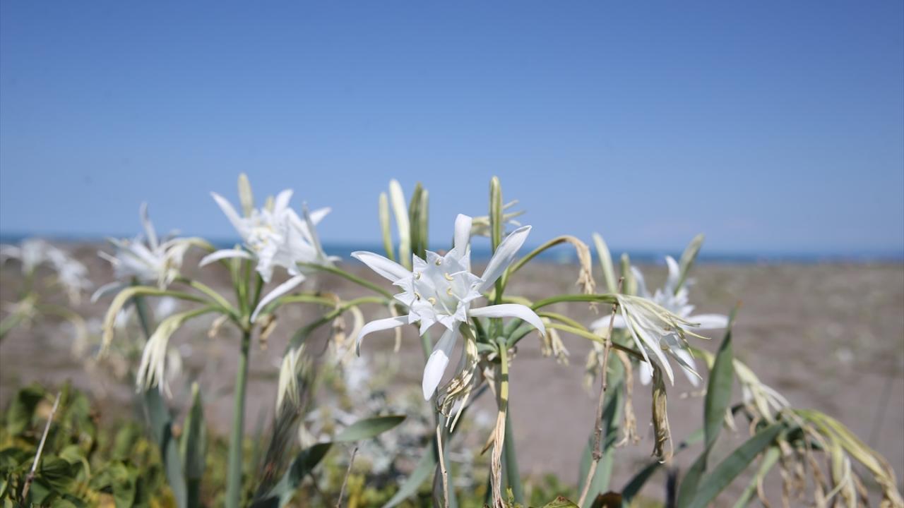 "Duyarlılık oluşturarak bunları koruma altına almaya çalışıyoruz"