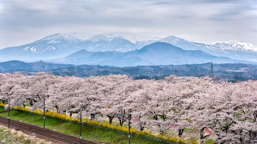 The Basho Wayfarer, Japonya