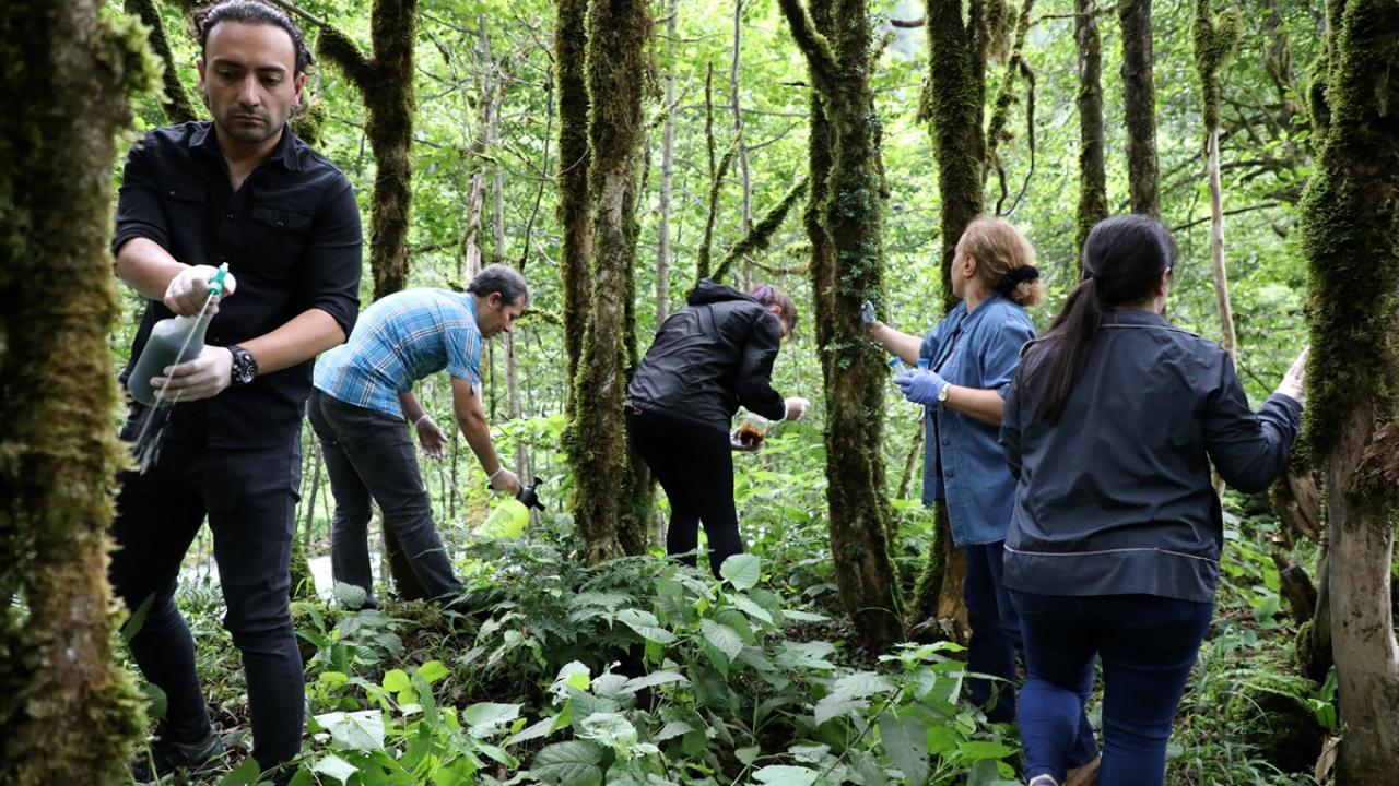 Ağaçlarda bolca tohumlanma var