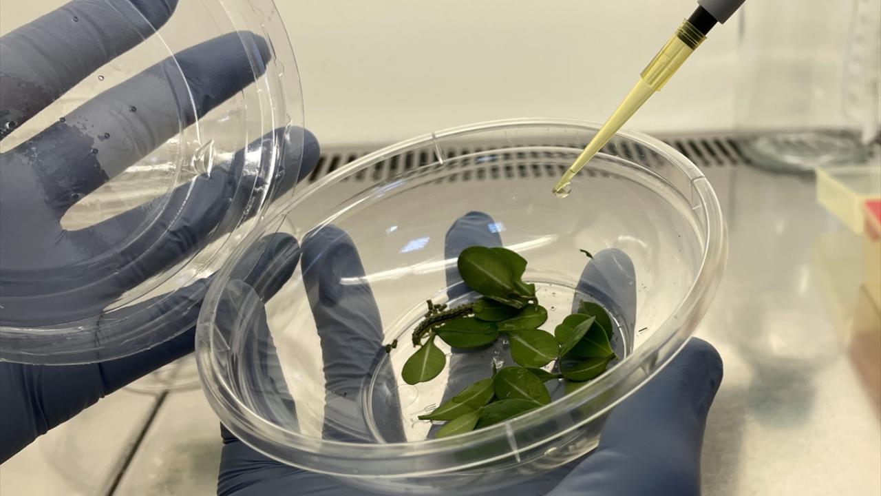 Mücadele ağaçların ölmesini engelledi