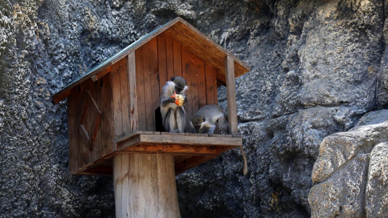 "Hayvanlar meyve kokteyllerine bayılıyor"