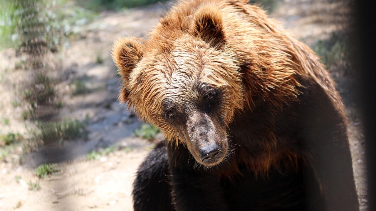"Sıcaklık artışı hayvanlarda strese sebep oluyor"