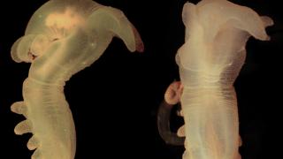 Bilim insanları denizde 30 potansiyel yeni tür keşfetti