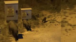 Bursa'da aç kalan domuz sürüsü şehre indi