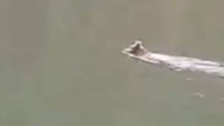 Artvin'de baraj gölünde yüzen ayı ilgi odağı oldu