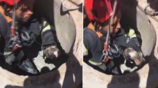 Kanalizasyon rögarına düşen yavru kediyi itfaiye kurtardı