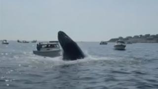 ABD'de balina, tekneye böyle çarptı