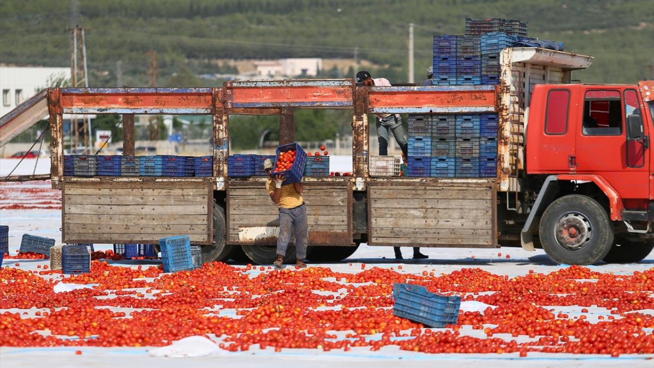 Fiyatlar üreticiyi sevindirdi