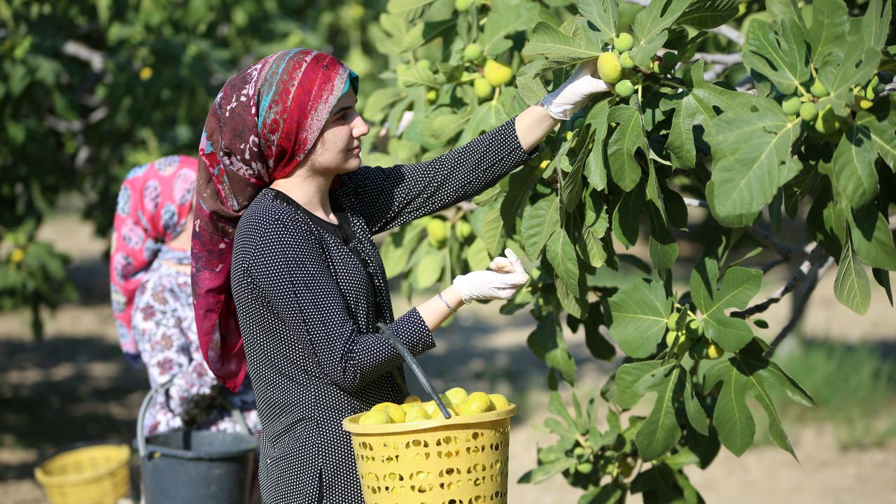 Hasat erken saatte başlıyor