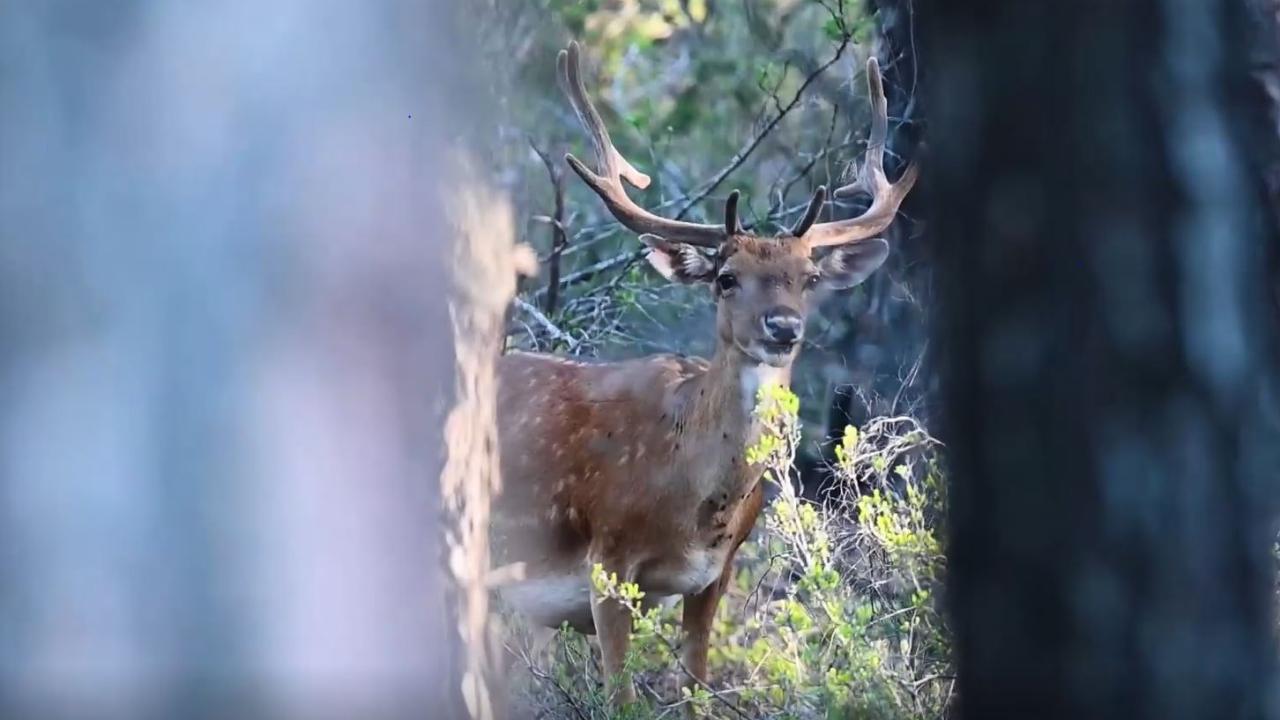 2,5 kat artarak, 30 yavrunun üzerine çıktı