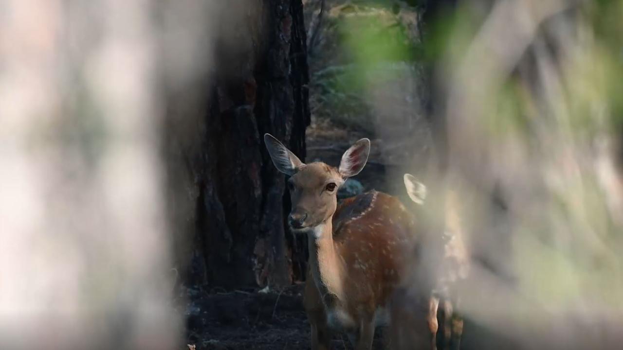 Popülasyon artışı için yem çalışması