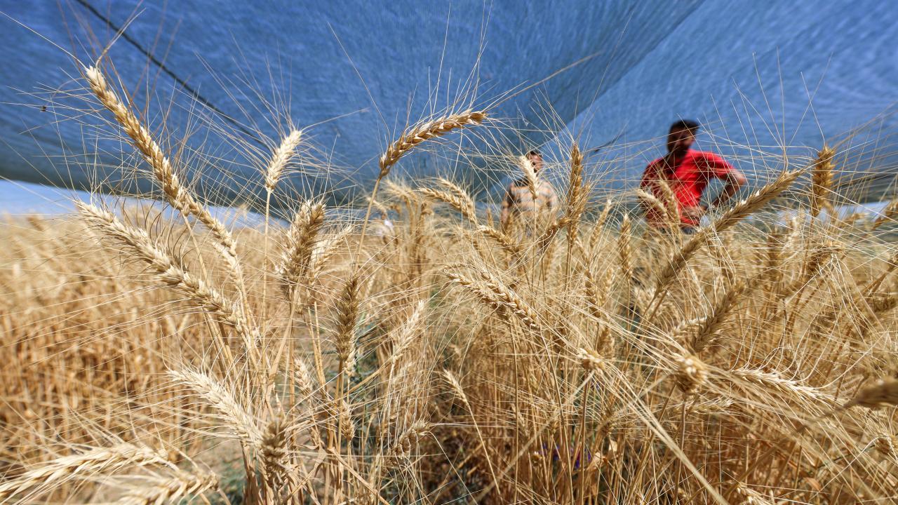 "Dünyada en stratejik ürünlerden biri buğday"