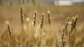 Bitki ıslahçıları yoğun mesaide