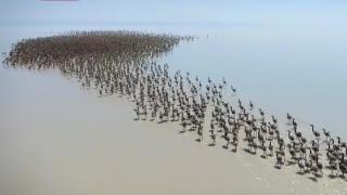 Binlerce flamingo yine Tuz Gölü'nde