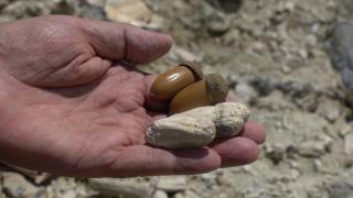 15 milyon yıllık taşlaşmış orman