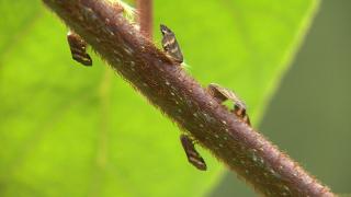 'Vampir kelebek' yeniden İstanbul'da görüldü