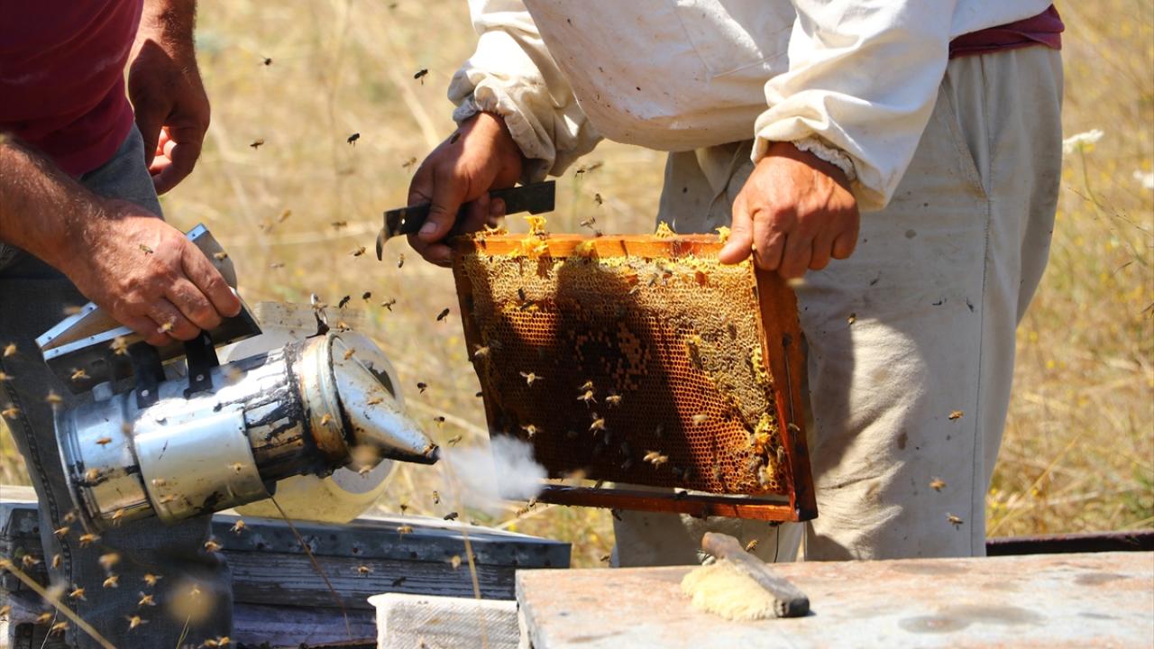 "Arı olmazsa hayat da tarım da olmuyor"