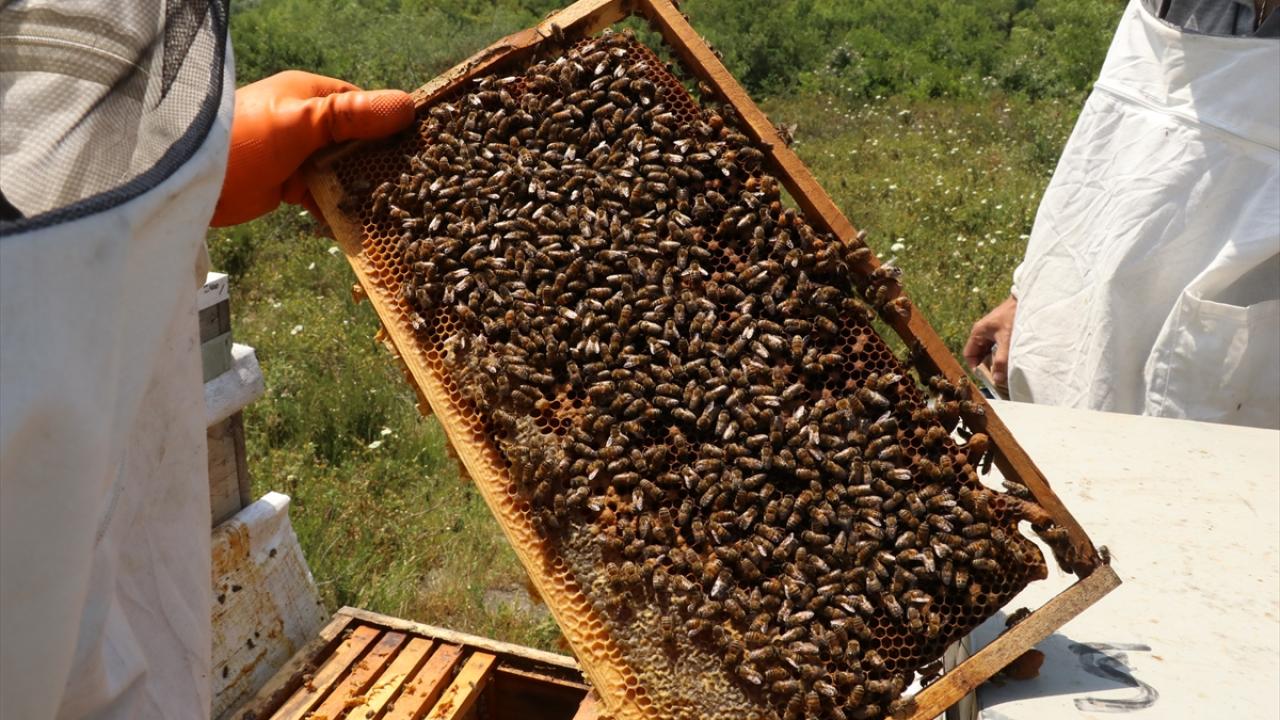 Ayçiçeği balı için Tekirdağ`a geldiler