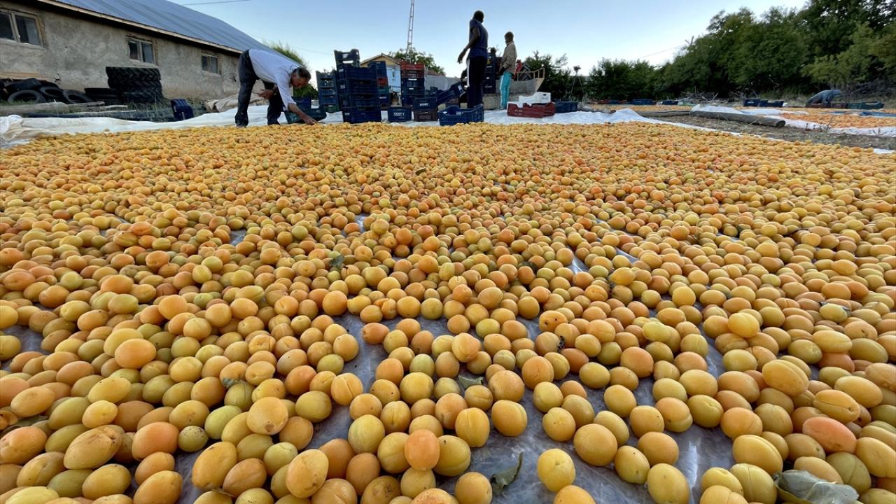 "Baskil kayısısının coğrafi işaretli bir ürün olarak tescillenmesinin zamanı geldi"