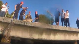 Emirgan'da iskele altında mahsur kalan köpek kurtarıldı