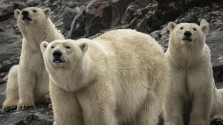 İklim değişikliği kutup canlılarını tehdit ediyor