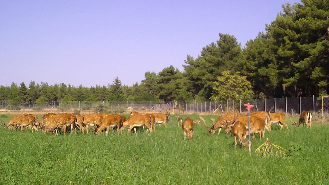 Nesli kritik tehlike altında
