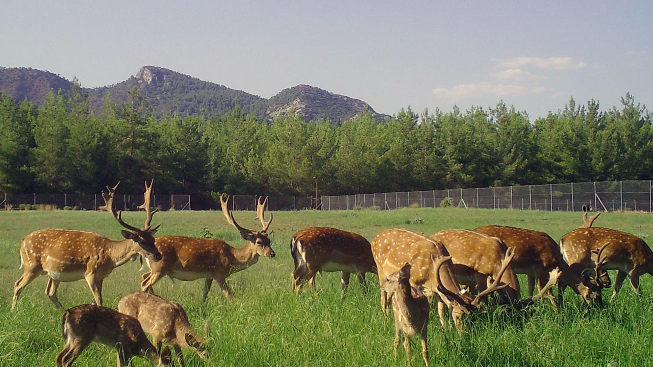 Üretim sadece 7 alageyikle başladı